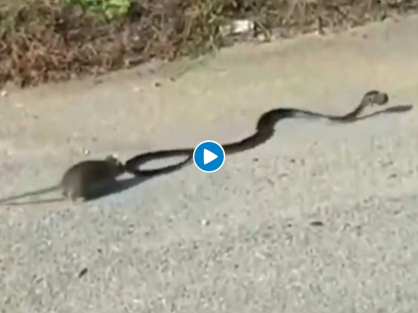 Mommy mouse rescues baby from snake mouth video goes viral | आई ती आईच...! सापाच्या तोंडात सापडलेल्या उंदरांच्या पिल्लाला अखेर आईनं वाचवलं, पाहा व्हिडीओ