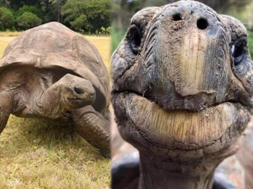 Meet the tortoise who is the most aged animals in the planet news | भारीच! समोर आले जगातील सगळ्यात वयस्कर कासवाचे फोटो, पाहा १८८ वर्षांचा कासव