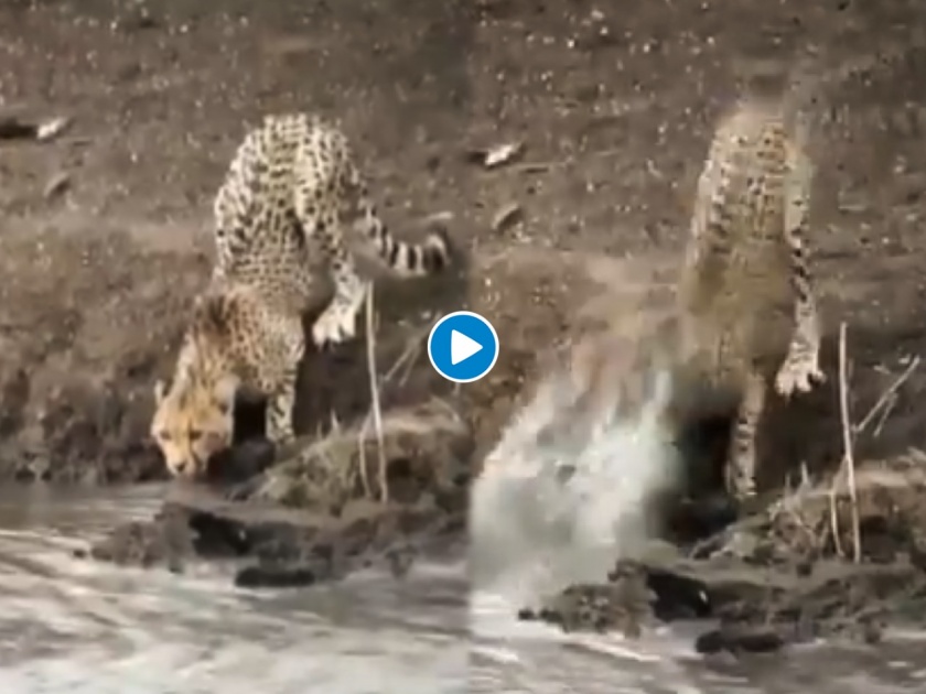 Cheetah vs crocodile predator becomes prey watch shocking viral video | थरारक! नदीवर पाणी पिण्यासाठी आला चित्ता, काही सेकंदात मगरीने झडप घातली मग..., पाहा व्हिडीओ