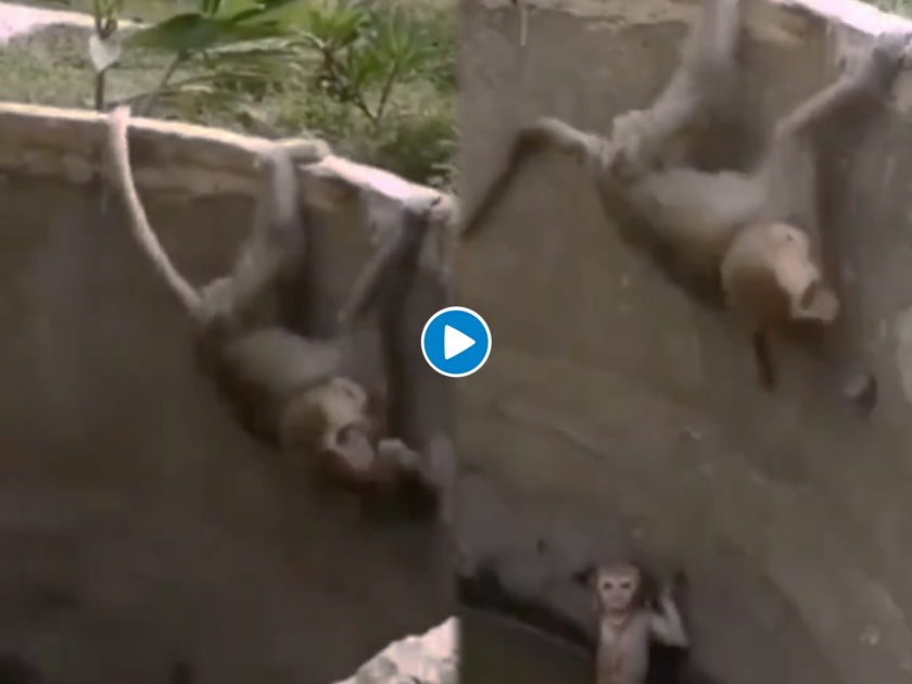 Video : Mother monkey saves its baby to drown watch viral video | Video : विहिरीत पडलेल्या पिल्लाला वाचवण्यासाठी आईनं लावली जीवाची बाजी; पाहा व्हिडीओ