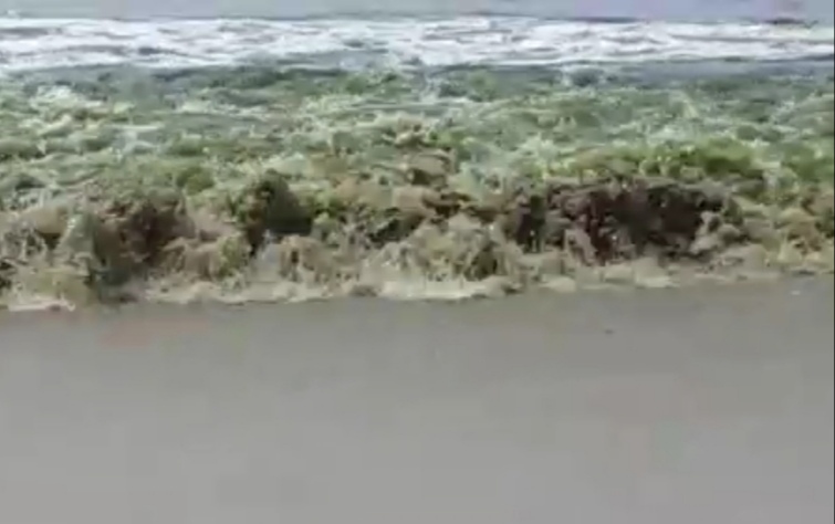 Canacona coast become green in past few days affected tourism activities | काणकोणातील समुद्राचे निळे पाणी अचानक झाले हिरवे, तज्ज्ञांनी दिली धोक्याची सूचना