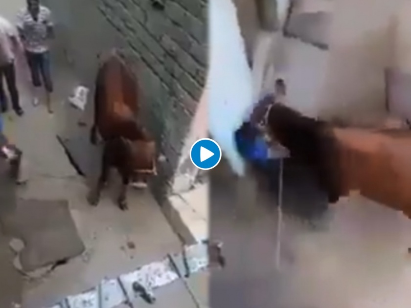 Video: Man were beating cow she attacked on him video will shock you | Video : गाईला मारायला गेला, अन् चांगलाच तोंडावर पडला; 'असा' घेतला बदला; पाहा व्हिडीओ