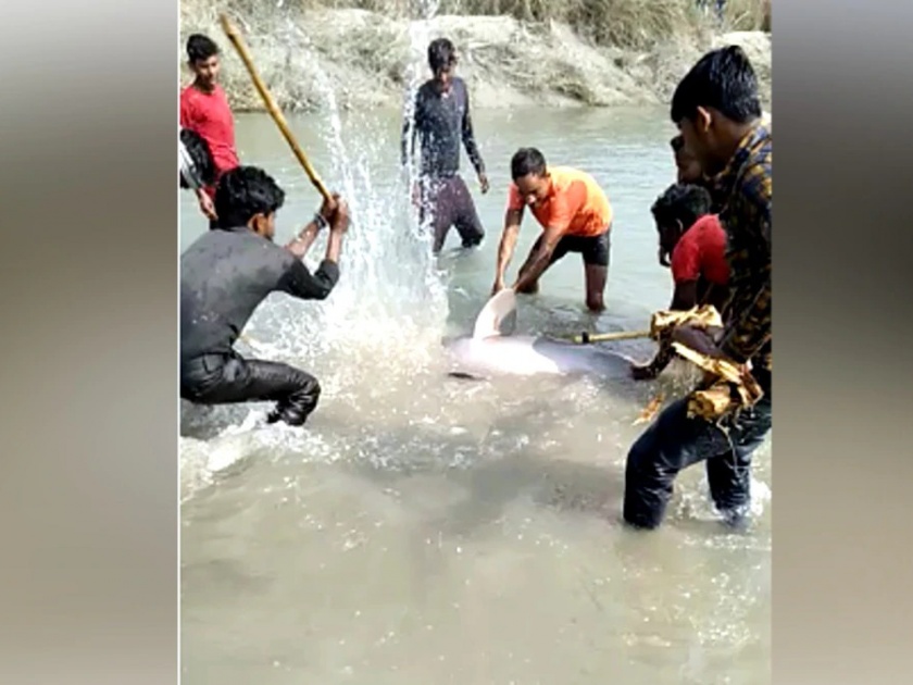 People killed pink dolphin by axe and stick pratapgarh | माणुसकीला काळीमा! समुद्र किनारी डॉल्फिन दिसताच लाठ्या काठ्यांनी मारलं; अन् मग....