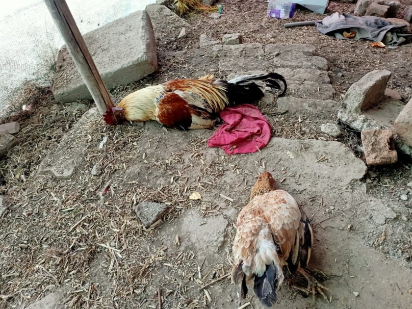 28 hens slaughtered in Badnera, fear of bird flu; The reason for the end of the report is clear | बडनेऱ्यात २८ कोंबड्या दगावल्या, बर्ड फ्लूची भीती; अहवालाअंती होणार कारण स्पष्ट