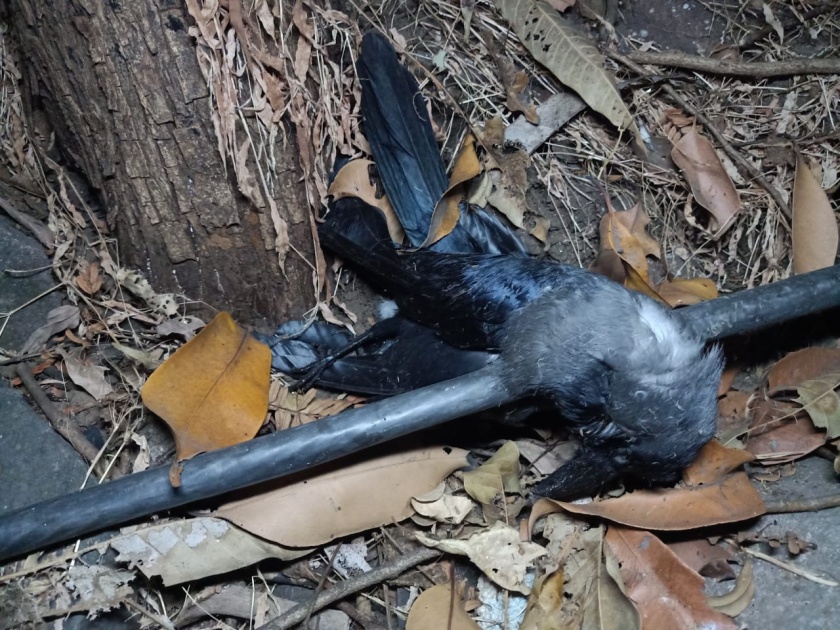 Suspicious death of crows in Kharghar; Fear among citizens | खारघरमध्ये कावळ्यांचा संशयास्पद मृत्यू ;नागरिकांमध्ये भीतीचे वातावरण