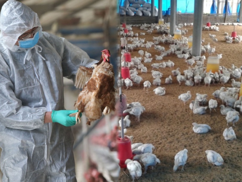 Bird flu Bird flu in india avian influenza strain Things you need to know | कोरोनाप्रमाणे बर्ड फ्लूसुद्धा स्ट्रेन बदलणार? माहामारी येण्याची शक्यता कितपत? जाणून घ्या फॅक्ट्स