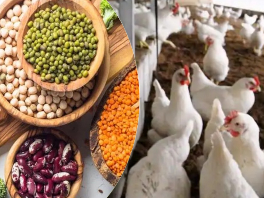 Best alternatives of chicken for protein if you are not eating non veg due to bird flu | बर्ड फ्लूच्या भीतीने चिकन खाणं टाळताय? तर 'या' ५ पदार्थांनी मिळवा भरपूर प्रोटिन्स