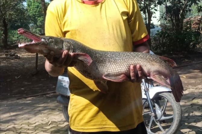 Alligator Gar fish found in desai bay in kalyan | देसाई खाडीत सापडला अमेरिकेत आढळणारा मगरीसारखा "अ‍ॅलीगेटर" मासा; मच्छीमारांना बसला धक्का