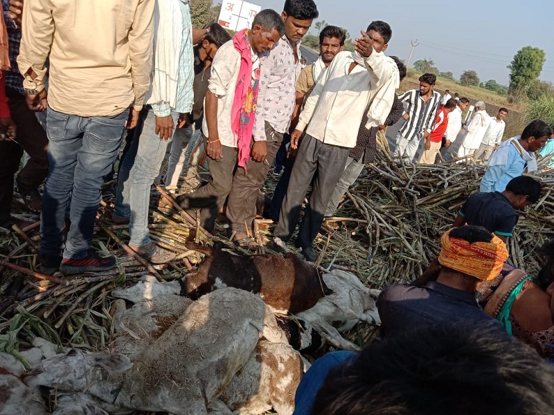 When the tractor overturned, 25 sheep were crushed under the sugarcane | ट्रँक्टर उलटल्याने उसाखाली दबून २५ मेंढ्या दगावल्या