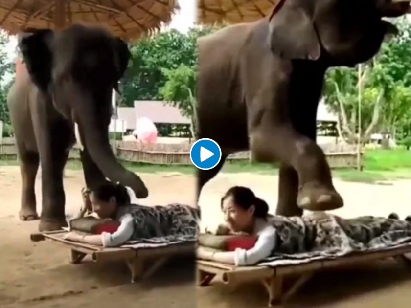 Massage by elephant viral video on social media | कमाल! हत्तीने सोंड अन् पायानं केली महिलेच्या पाठीची मालिश; पाहा अनोखा मसाज व्हिडीओ