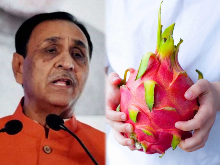 gujarat cm vijay rupani renames dragon fruit as kamalam | फळाचं बारसं! गुजरात सरकारने बदललं ड्रॅगन फ्रूटचं नाव, मुख्यमंत्र्यांनी केली "या" नव्या नावाची घोषणा