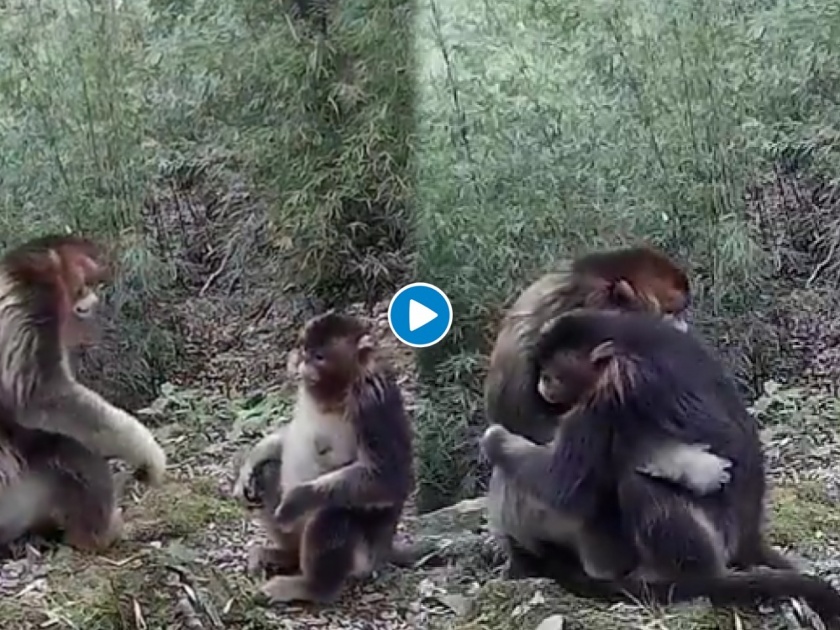 National hugging day watch rare footage of two endangered golden monkeys hugging | आई ती आईच! समोर आला माय लेकाच्या भेटीचा अनोखा व्हिडीओ; व्हिडीओ पाहून तुम्हीही व्हाल भावूक