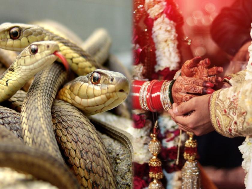 strange tradition poisonous snakes are given to daughter in dowry | ऐकावं ते नवलंच! सासरी जाणाऱ्या लेकीला हुंड्यात दिले जातात तब्बल 21 विषारी साप