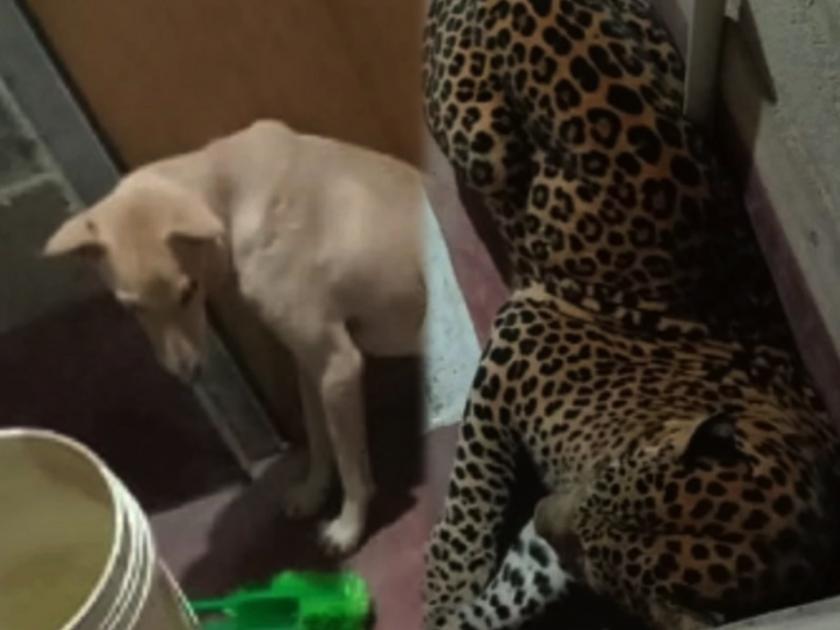 Viral News in Marathi : leopard and dog trapped in toilet pic goes viral | अरेरे! ७ तास एकाच शौचालयात अडकून होते कुत्रा आणि बिबट्या; अन् मग......