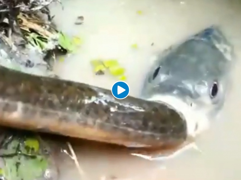 Fact Check : If you haven’t seen this; Amazing Video of Fish Eating Another Larger Fish | Fact Check : माशानं गिळला अख्खाच्या अख्खा साप, बघा कशी लढवली शक्कल, Video