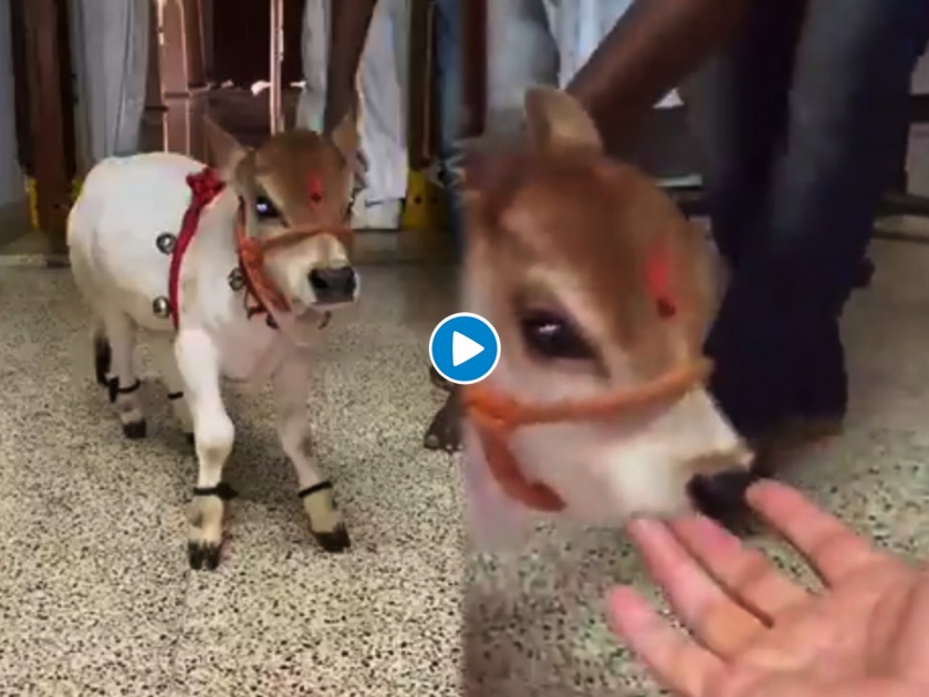 Video: Cute punganuru baby cow playing around with its owner adorable video goes viral on social media | Cute baby cow video: 'त्या'ने घरातच पाळली बुटकी गाय, दिवसाला देते ५ लीटर दूध, दिसायला आहे इतकी सुंदर की...