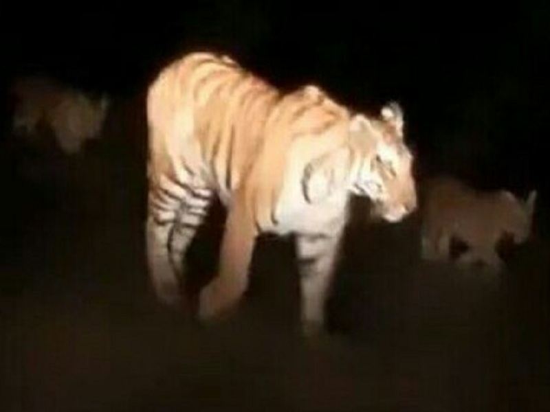 Uniform given by tiger in Marathwada; Tiger with two calves slept in a sorghum field | मराठवाड्यात वाघाने दिली वर्दी; दोन बछड्यांसह वाघीणीने घेतली ज्वारीच्या शेतात निद्रा