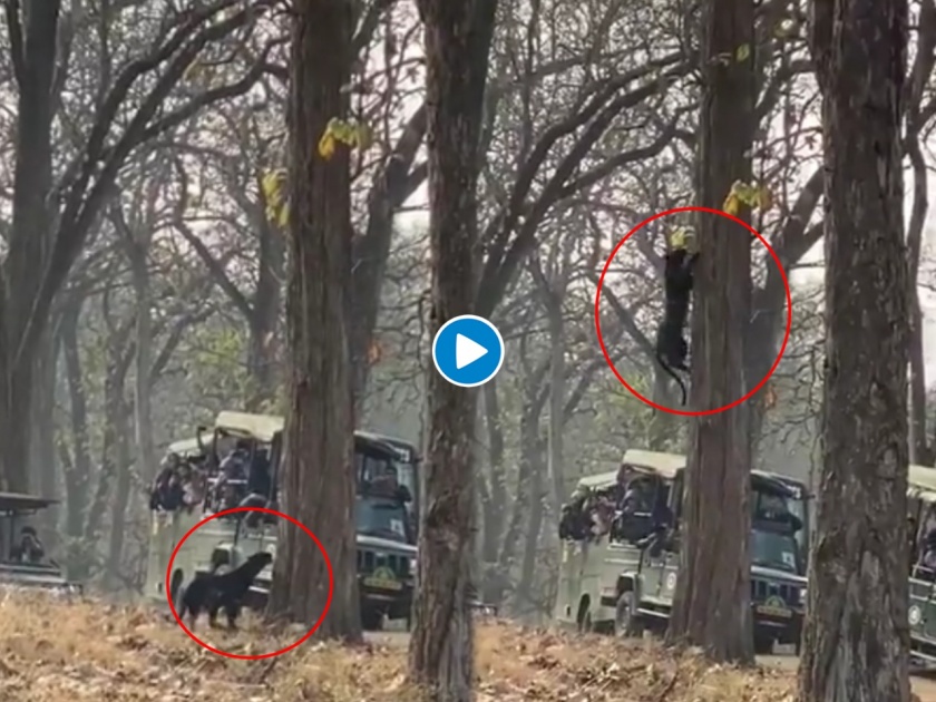 Black panther climbs tree jungle safari tourist gives shocking reaction see viral video | जीपमधल्या प्रवाश्यांच्या पापण्या मिटताच भरभर झाडावर चढला रुबाबदार ब्लॅक पँथर; पाहा व्हायरल व्हिडीओ
