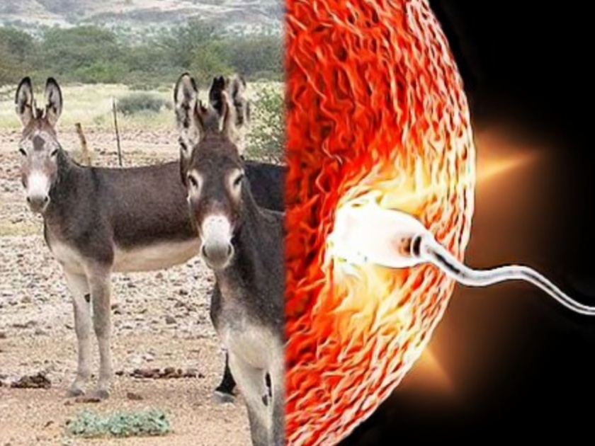 Donkeys disappearing andhra pradesh meat sexual power | बापरे! लैंगिक शक्ती वाढवण्यासाठी गाढवाचं मास खाताहेत लोक; या राज्यात सर्वाधिक गाढवांचा बळी