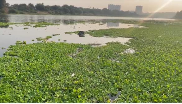 Allegations of zero agitation for implementation of Ulhas river pollution prevention | उल्हास नदी प्रदूषण रोखण्यासाठीची अंमलबजावणी शून्य आंदोलन करणा-यांचा आरोप