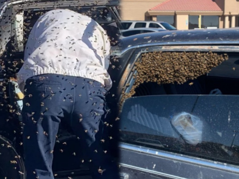 Viral News : This is how firefighter saved man from 15000 bees | Firefighter saved man 15000 bees : कार लावून किराण्यात सामान आणायला गेला; अर्धवट उघड्या खिडकीतून १५०० मधमाश्या आत शिरल्या; अन् मग...