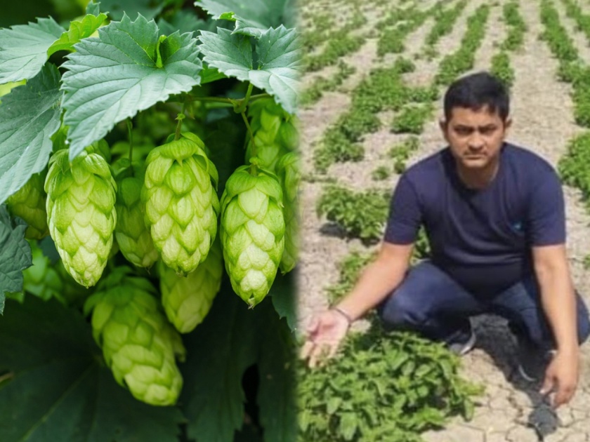 Farmer grown vegetable 1 lakh kg : Bihar farmer has grown vegetable cost 1 lakh kg ias said game changer | Farmer grown vegetable 1 lakh kg : काय सांगता राव? औरंगाबादच्या शेतकऱ्यानं पिकवली १ लाख रूपये किलोनं विकली जाणारी भाजी; IAS  म्हणाले....