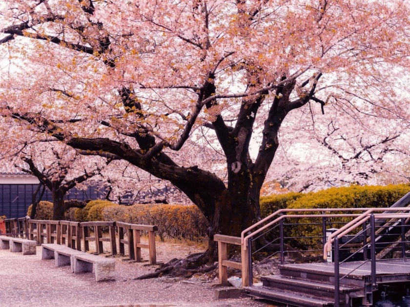 In Japan, the cherry tree blossomed early this year after 1,200 years | जपानमध्ये चेरीचे वृक्ष १,२०० वर्षांत फुलांनी यंदा लवकर बहरले