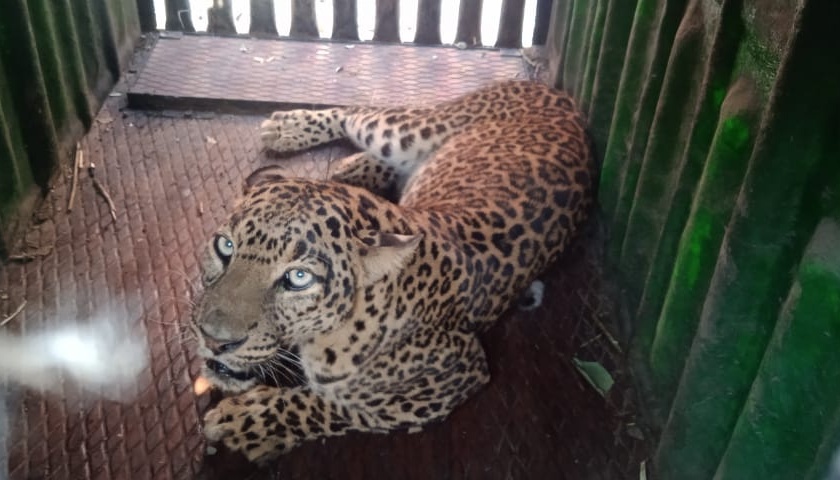Leopard Catch in Nashik | नाशिकमध्ये बिबट्या जेरबंद  
