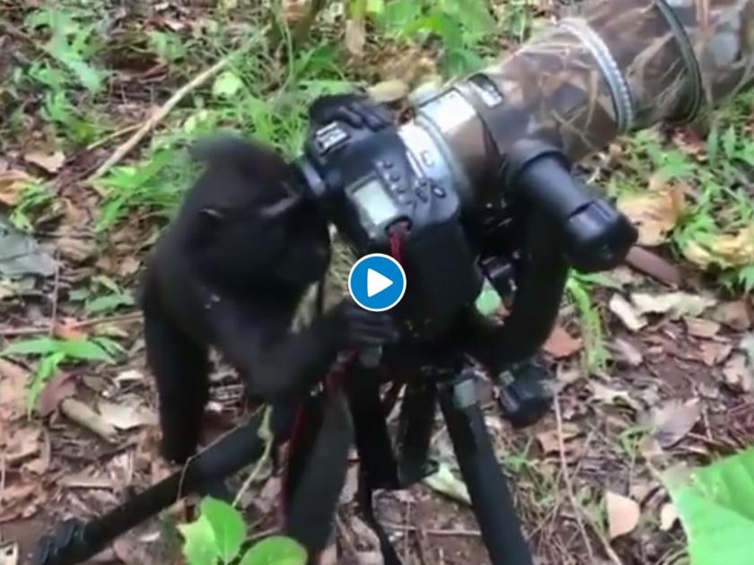 Viral Video : Black ape using photographer camera this happen next | Viral Video : फोटोग्राफर जरा बाजूला काय झाला, माकडच कॅमेरा वापरू लागला, पाहा भन्नाट व्हिडीओ