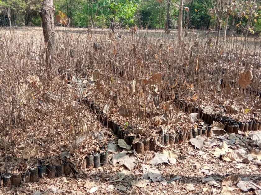 Government's tree planting scheme failed by Forest Department Fall, seedlings in nursery die due to lack of planting | शासनाची वृक्ष लागवड योजना वनविभागाने ठरवली फोल, लागवडीअभावी रोपवाटिकेतील रोपे पाण्याविना मृत