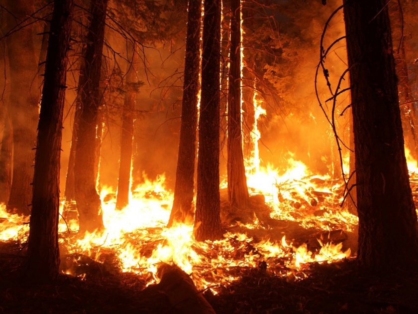 Three forest workers die in forest fire in Gondia | जंगलातील वणवा विझवितांना तीन वनमजुरांचा होरपळून मृत्यू