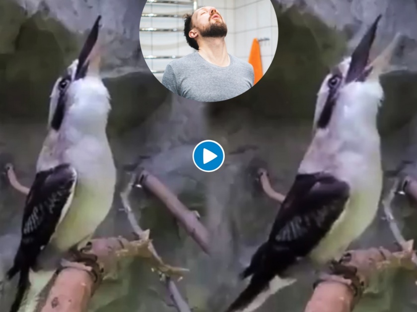 Viral video of a bird doing gargle on social media site twitter trending video | Viral video of a bird : कमाल! फक्त १० सेकंदात चिमणीनं दाखवली घसा साफ करायची सोपी आयडिया, तुम्हीही लगेच शिकून घ्या