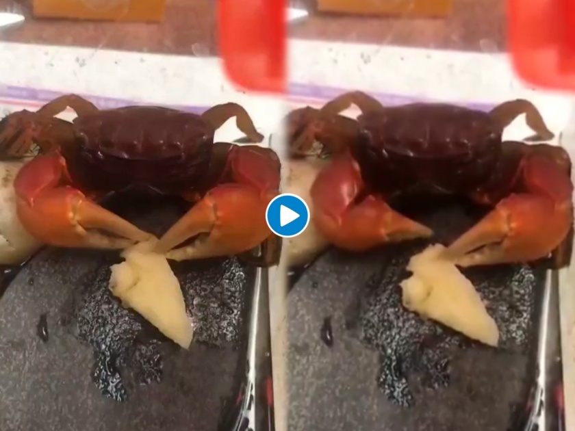 Crab viral video : Crab viral video on twitter animal video trending video | Crab viral video : भूक लागताच खेकड्यानं सफरचंदावर मारला ताव; १ लाखांपेक्षा जास्त लोकांनी पाहिला व्हिडीओ