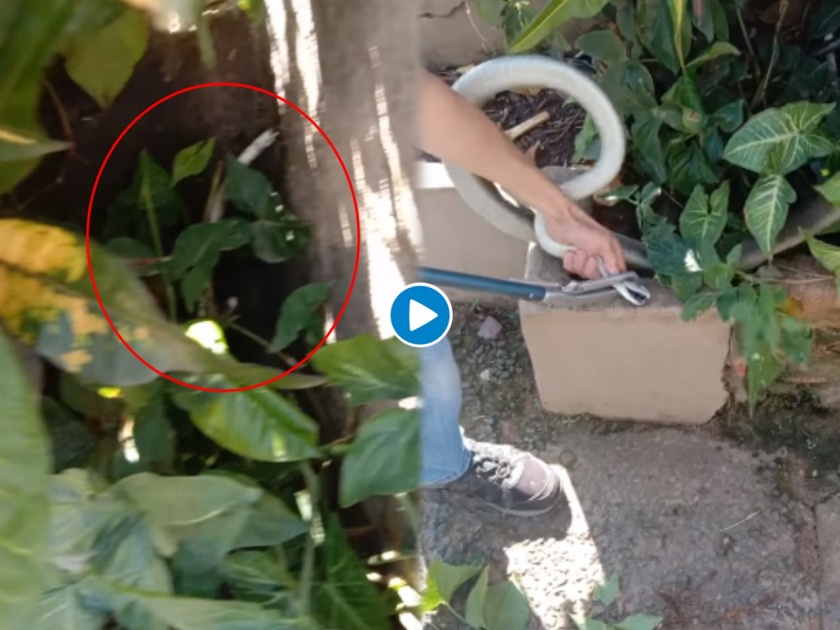 Snake Man arnold Catches One of World's Fastest Snakes, Black Mamba, in Live Video | स्नेक मॅनचा Live Video! जगातील सर्वात चपळ अन् विषारी साप Black Mamba ला पकडले