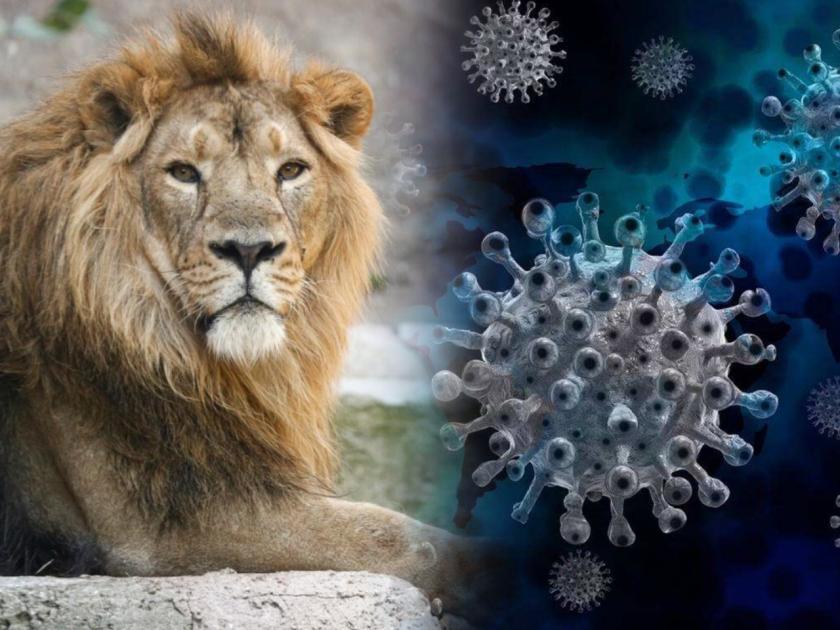 CoronaVirus Live Updates 8 asiatic lions test positive for covid19 in hyderabad zoo | CoronaVirus Live Updates : बापरे! जंगलचा राजा कोरोनाच्या विळख्यात; हैदराबादच्या प्राणीसंग्रहालयातील 8 सिंह पॉझिटिव्ह