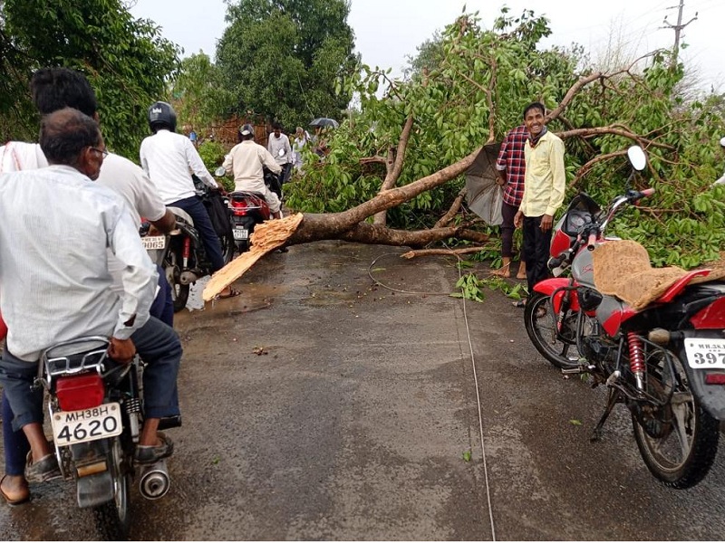 Presence of unseasonal rains in Hingoli district; Loss of turmeric, mango | हिंगोली जिल्ह्यात अवकाळी पावसाची हजेरी; हळद, आंब्याचे नुकसान
