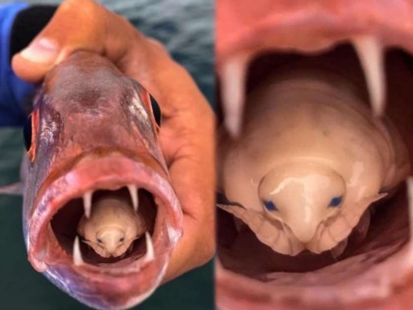 Tongue eating louse : N marx found tongue eating louse in the mouth fish student south africa | भयंकर! आधी जीभ खाल्ली मग स्वतःची जागा मिळवली; माश्याच्या तोंडात आढळला लिंग बदलणारा किडा