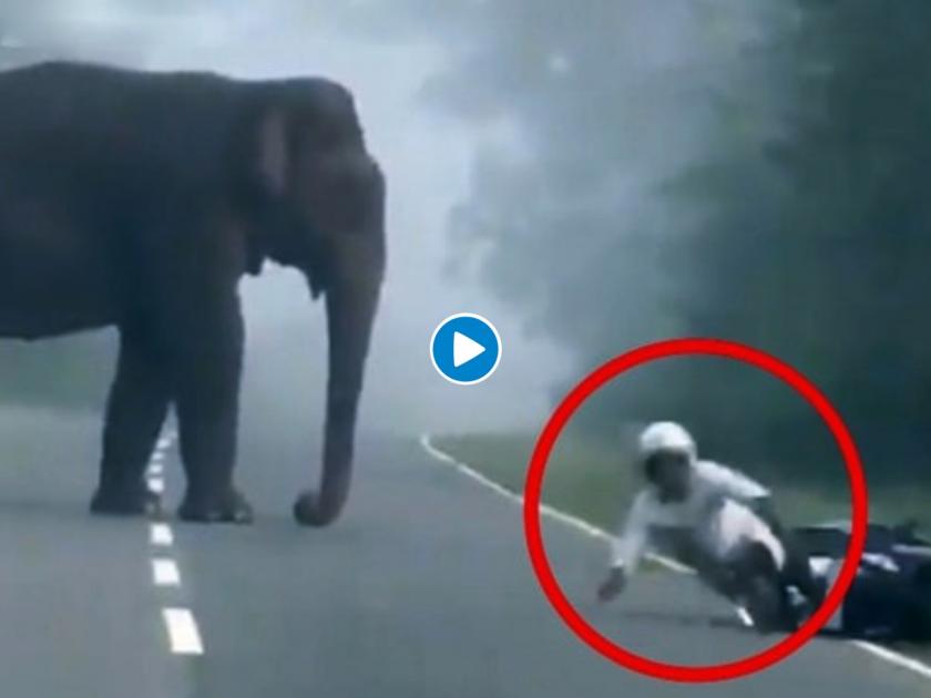 Elephant was standing on the middle road person fell with the bike see viral video | Video : रस्त्याच्या मधोमध उभा होता हत्ती, त्याचा चकवण्याचा प्रयत्न फसला अन् बाईकसह समोरच जाऊन पडला...  