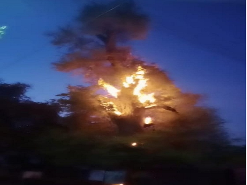 The 100-year-old tamarind tree was burnt, incident from Kasabkheda Village of Aurangabad dist | मोहोळ उठविण्यास टेंबा केला अन् १०० वर्ष जुने चिंचेच झाड झाले भस्म