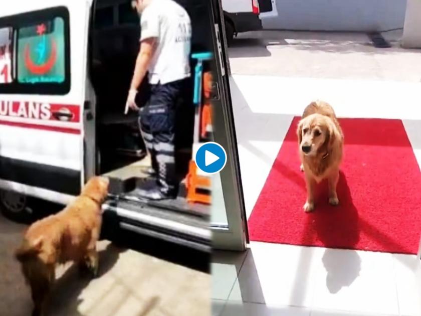 loyal dog chases ambulance taking sick owner to the hospital in turkey video viral | मालकिणीच्या काळजीने कुत्रा व्याकूळ; रुग्णवाहिकेमागे धावत पोहोचला रुग्णालयात; भावुक करणारा क्षण