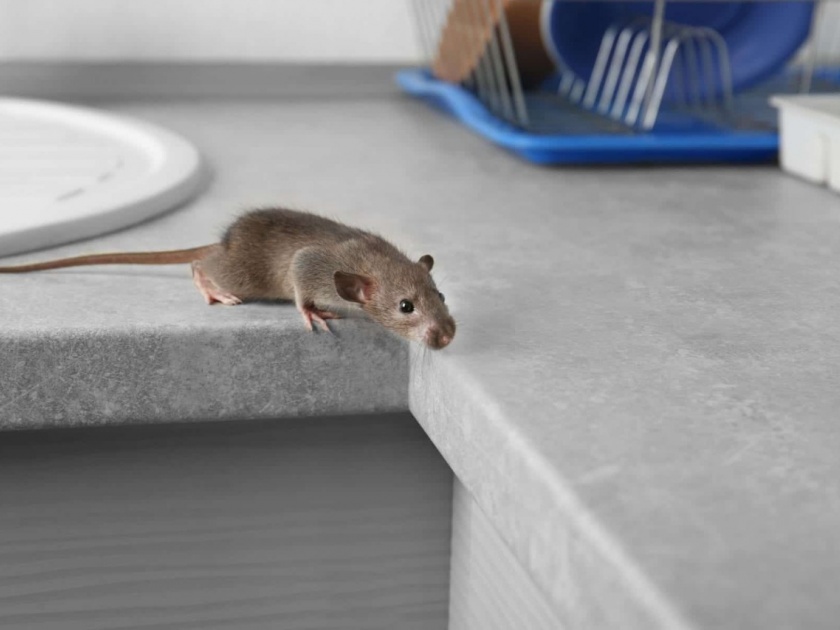 rats have invaded in Australia, biting people's eyes and ears | नरभक्षक उंदरांनी या देशात घातले थैमान, कुरतडताहेत लोकांचे डोळे आणि कान 