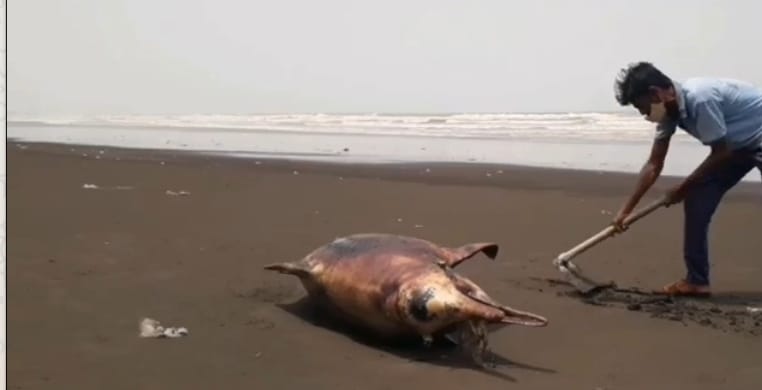 Dead dolphin weighing 250 kg found on Rajodi beach in Vasai | वसईच्या राजोडी समुद्र किनाऱ्यावर आढळला 250 किलो वजनाचा मृत डॉल्फिन!