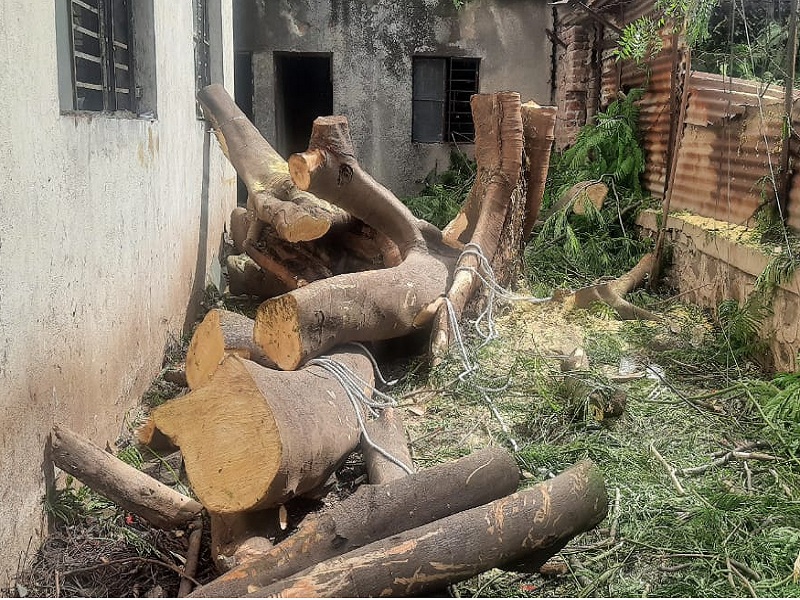 Illegal tree cutting in closed company; Incident in Waluj industry | बंद कंपनीत बेकायदेशीररीत्या झाडांची कत्तल; वाळूज उद्योगनगरीतील प्रकार