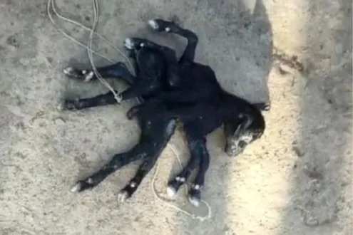 Baby goat born with 8 legs and 2 hips in West Bengal - See Viral Photo | काय सांगता? 8 पायांच्या पिल्लाला शेळीने दिला जन्म; पाहण्यासाठी लोकांची झुंबड अन् 5 मिनिटांत झालं असं काही...