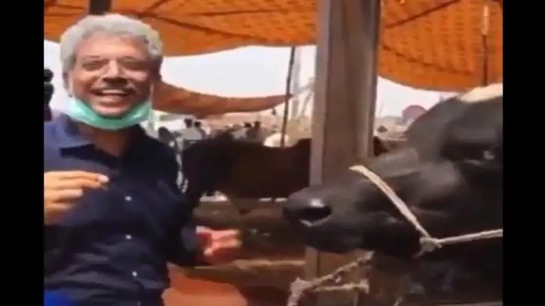 VIDEO: Pakistani journalist interviews buffalo on Eid day, can't stop laughing after listening to questions and answers | VIDEO: ईद दिवशी पाकिस्तानी पत्रकाराने घेतली म्हशीची मुलाखत, प्रश्नोत्तरं ऐकून हसू आवरता येणार नाही