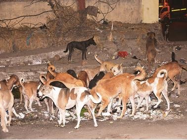 300 stray dogs killing poison in andhra pradesh west godavari village | माणुसकीला काळीमा! आंध्र प्रदेशात 300 भटक्या श्वानांना विष देऊन मारलं, घटनेने खळबळ