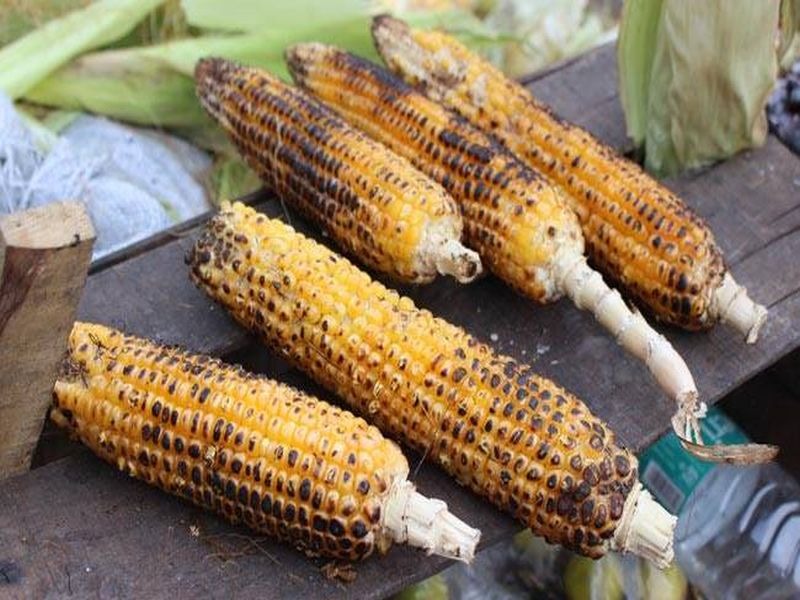 What exactly is the omnipresent 'corn'? | सर्वसंचारी ‘भुट्टा’ नेमका कुठला?