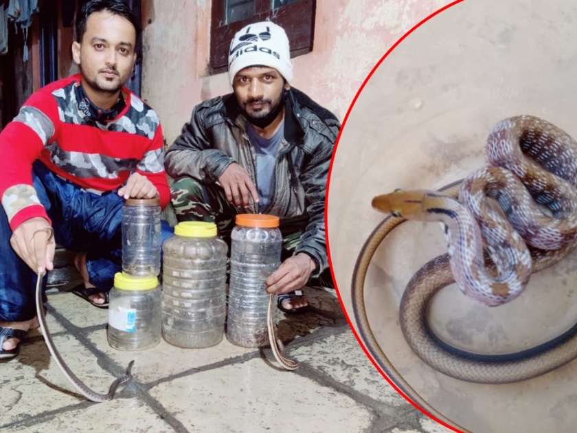 More than 300 venomous, non-venomous snakes rescued from the flood in Kolhapur | भावांनो, लय भारी काम केलं; महापुरातून ३०० हून जास्त विषारी, बिनविषारी सापांना वाचवलं!