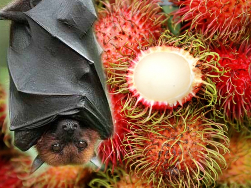rambutan fruit may be cause of nipah virus due to bat and rambutan tree contact | 'या' फळामुळे पसरतोय निपाह व्हायरस? लिचीसारखं दिसणारं हे फळ आणि वटवाघळं याआधीही चर्चेत