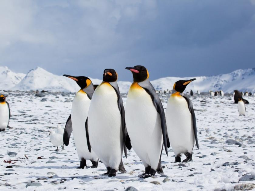 Those penguins we understand are aliens ?, got evidence of connection to another planet | penguins: ज्यांना आपण समजतो पेंग्विन ते आहेत एलियन?, मिळाले अन्य ग्रहाशी कनेक्शनचे पुरावे